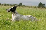 SETTER ANGLAIS 291